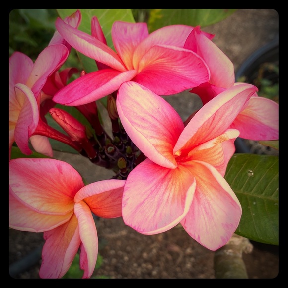 Meet your Posher, Connie - Picture 1 of 1